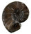 Old Ammonites, Goniatites, Clymenias et al.
