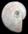 Ammonites, Nautilides, Belemnites and other Cephalopodes