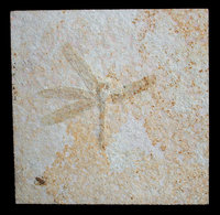 Insects, Animal Fossils and Traces