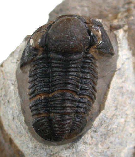 Gerastos tuberculatus macrocensis (CHATTERTON et al., 2006)