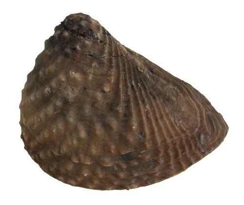 Myophorella (Myophorella) lusitanica (SHARPE)