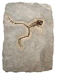 Miocene