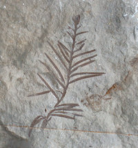 Plant Fossils and Stromatolithes