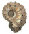 Ammonites, Nautilides, Belemnites and other Cephalopodes