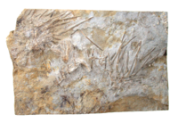 Pflanzenfossilien und Stromatolithen