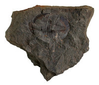 Trilobiten