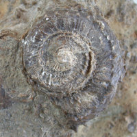 Altammoniten, Goniatiten, Clymenien und ander Cephalopoden