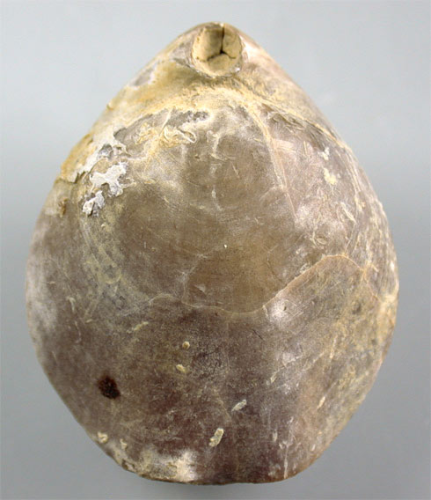 Dorsoplicathyris prolifera (BOULLIER)