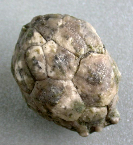 Hemicosmites extraneus (EIWALD, 1840)