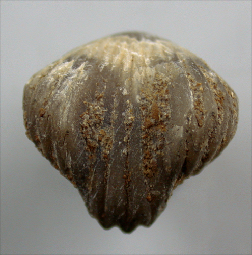 Homoeorhynchia batalleri (DUBAR)