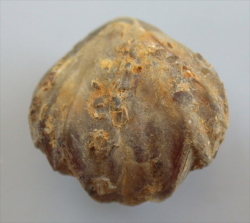 Rudirhynchia calcicosta (QUENSTEDT)