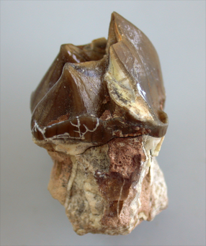 Zahn von Hyracodon sp.