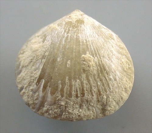 Arenaciarculata beaumonti (D`ARCHIAC)
