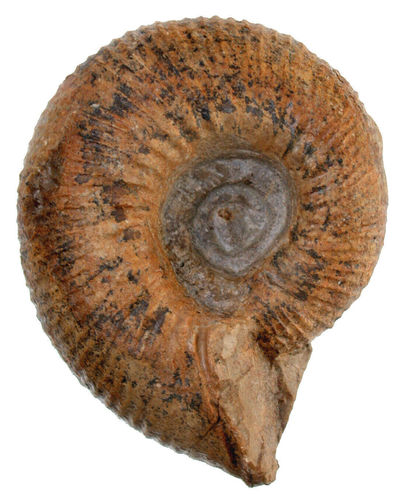 Olcostephanus (Olcostephanus) atherstoni (SHARPE, 1856)