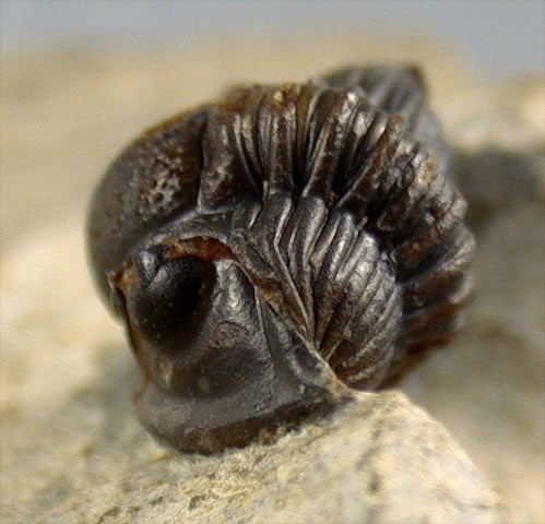 Gerastos tuberculatus marocensis (Chatterton, Fortey, Brett, Gibb & McKellar, 2006)