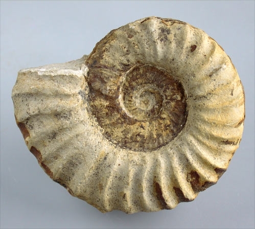 Pathologischer Ammonit