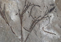 Pflanzenfossilien und Stromatolithen