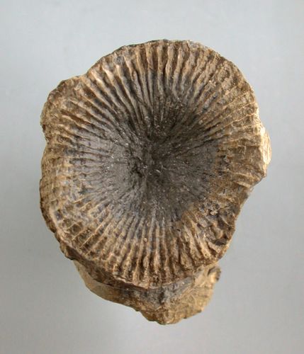 Cyathophyllum (Peripaedium) planum tabulatum (QUENSTEDT, 1879)