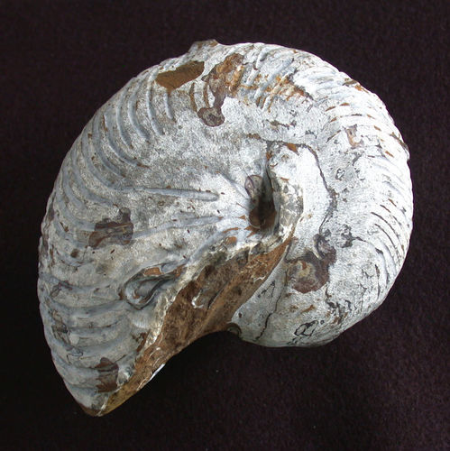Cymatoceras sakalavus (-)