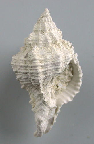 Phyllonotus pomum (GMELIN)