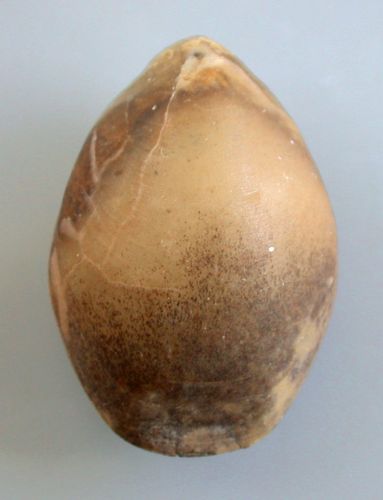 Lobothyris punctata (SOWERBY)