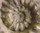 Clambites eucyphum (OPPEL, 1863)