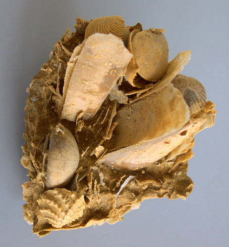 Schaustufe mit Fossilien der Art Holectypus, Myophorella, Thurmanella und vieles mehr