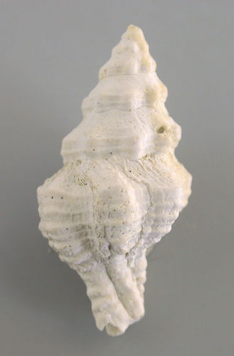 Calotrophon ostrearum (CONRAD, 1846)