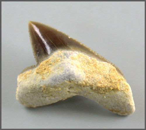 Squalicorax falcatus (AGASSIZ)