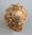 Cirrus leschi (SOWERBY)