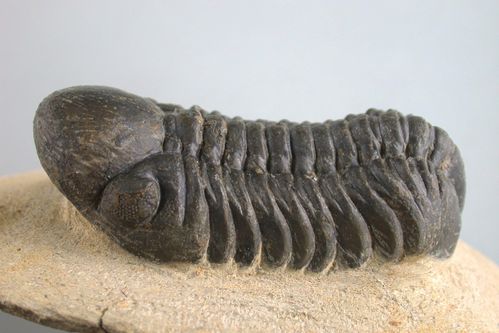 Reedops cephalotes (HAWLE & CORDA, 1847)
