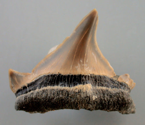 Otodus obliquus mugodzhariens (-)