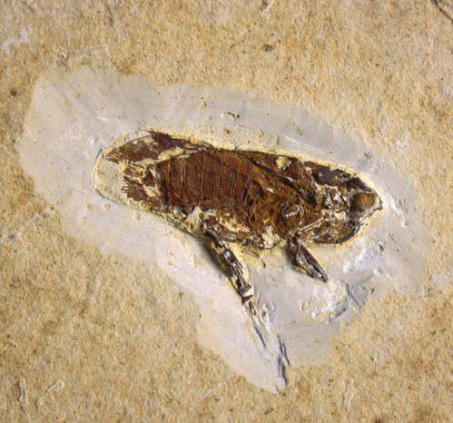 Baeocossus fortunatus (MENON & HEADS, 2005)