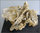 Schaustufe mit doppelklappigen Austern und Korallen Art Arctostrea gregarea Dimorhastrea c., Dim. h.