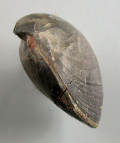 Aulacothyris bernardina (D`ORBIGNY)