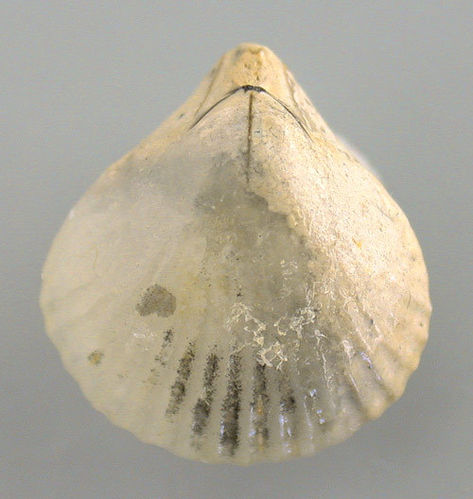 Cymatorhynchia quadriplicata (ZIETEN)