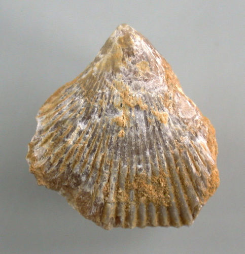 Lepidorhynchia dichotoma (BURRI)