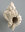 Chicoreus cf. judeae (PETUCH)