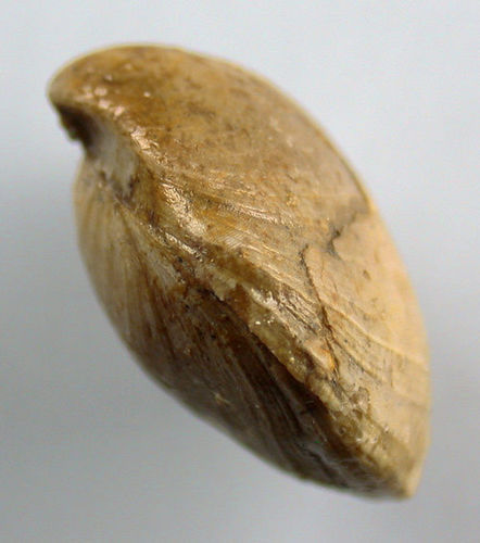 Zeilleria darwini (DESLONGCHAMPS)