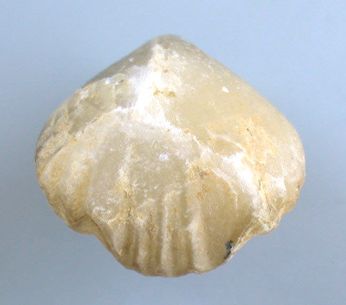 Homoeorhynchia meridonalis - batalleri (DUBAR)