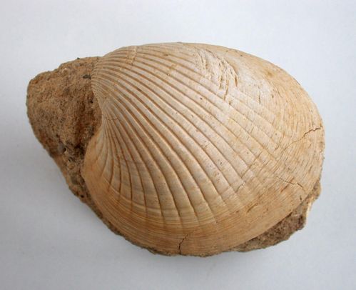 Venericardia (Venericor) planicosta (LAMARCK, 1801)