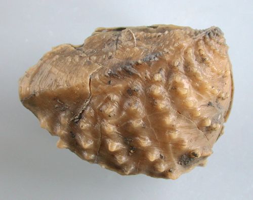 Myophorella gr. irregularis (SEEBACH)