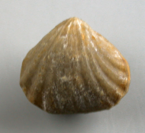 Pseudogibbirhynchia moorei (DAVIDSON)