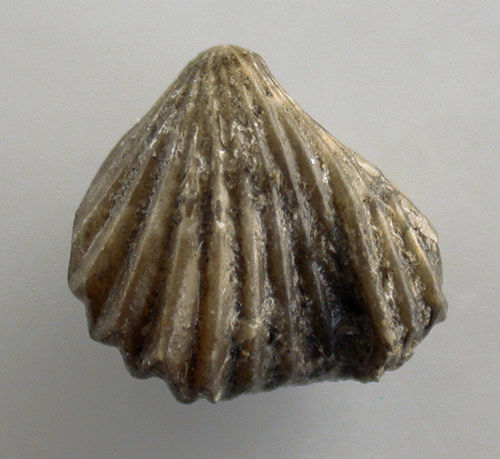 Calcirhynchia plicatissima (QUENSTEDT)