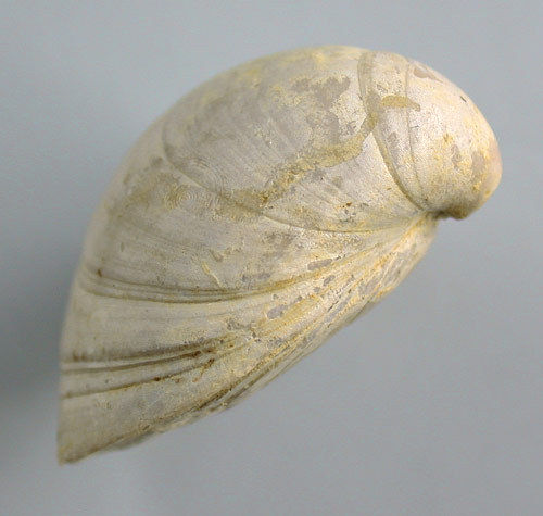 Loboidothyris bisuffarcinata (SCHLOTHEIM)
