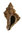 Heteropurpura poymorpha (BROCCHI, 1814)