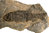 Paramblypterus gelberti (GOLDFUSS)