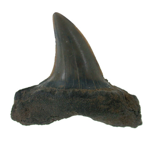 Odontaspis (Synodontaspis) acutissima (AGASSIZ, 1843)