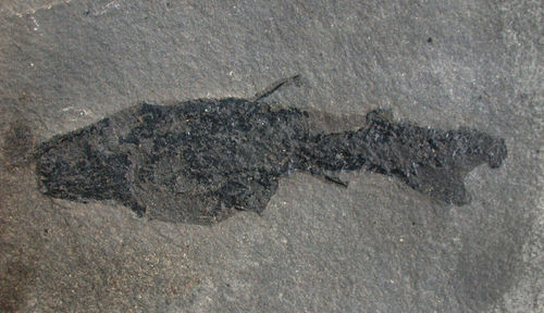 Cheiracanthus cf. murchisoni (AGSSIZ, 1835)