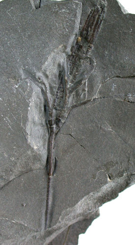 Dendrocrinus longidactylus (HALL, 1952)